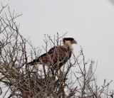 Northern Caracara - juvenile_2959.jpg