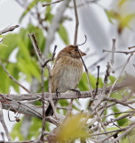 Indigo Bunting_2994.jpg