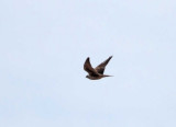 Prairie Falcon_3388.jpg