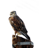 Ferruginous Hawk_3657.jpg