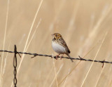 Bairds Sparrow_3761.jpg