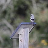 Loggerhead Shrike_4353 copy.jpg