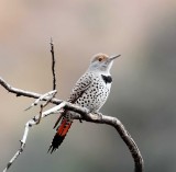 Northern Flicker - female_3831.jpg