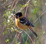 Black-headed Grosbeak - male_5257.jpg