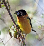 Black-headed Grosbeak - male_5349.jpg