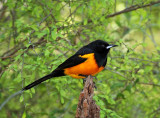 Black-vented Oriole_5361.jpg