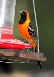 Hooded Oriole_5606.jpg