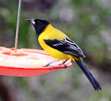 Audubons Oriole_5658.jpg