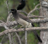 Brown Jay - adult_5629.jpg