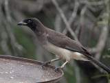 Brown Jay_5639.jpg