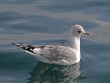 Mew Gull - molting 2nd winter to adult_6068.jpg
