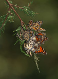 Monarch Butterfly - clump_6115.jpg