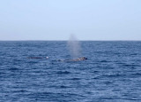 Gray Whale_2444 copy.jpg