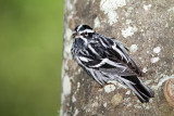 Black-and-white Warbler - male_6446.jpg