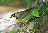 Kentucky Warbler - male_6583.jpg