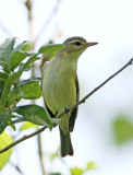 Philadelphia Vireo_6304.jpg