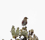 Apapane - juvenile_8694.jpg