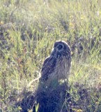 Short-eared Owl_8392.jpg