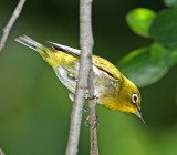 Warbling White-eye - male_7793.jpg
