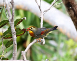 Red-billed Leiothrix_7895.jpg