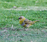 Saffron Finch - juvenile_7031.jpg