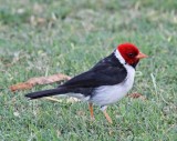 Yellow-billed Cardinal - adult_6848.jpg