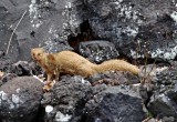 Indian Mongoose_8109.jpg