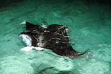 Manta Ray_8301.jpg