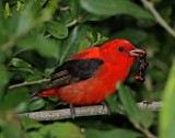 Scarlet Tanager_9214.jpg