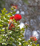 Iiwi and ohia bloom_8651.jpg