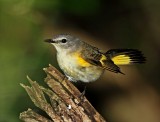 American Redstart - female_9303.jpg