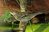 Blackpoll Warbler - female_9410.jpg