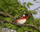 Bay-breasted Warbler - male_9538.jpg
