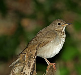 Gray-cheeked Thrush_9460.jpg