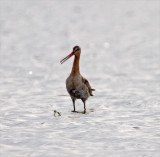 Black-tailed Godwit_0815.jpg