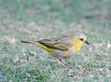 Saffron Finch - juvenile_7062.jpg