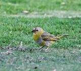 Saffron Finch - juvenile_7031.jpg