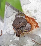 Mountain Pygmy-Owl_9643.jpg
