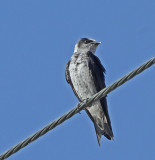 Purple Martin - female AZ_0301.jpg