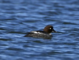 Common Goldeneye - female_9236.jpg
