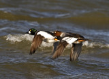 Common Goldeneye - pair flying_8913.jpg