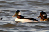 Bufflehead - male_0104.jpg