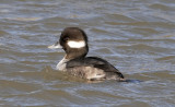 Bufflehead - female_9622.jpg