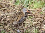 Water Rail