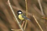 Great Tit