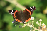 Red Admiral