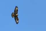 Buzzard