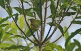 Yellow Warbler