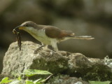 Yellow-billed Cuckoo