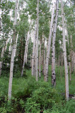Aspen forest
